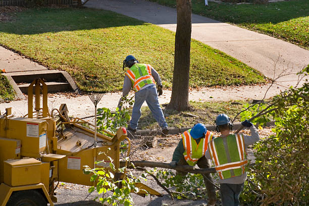 Best Emergency Storm Tree Removal  in Halifax, VA